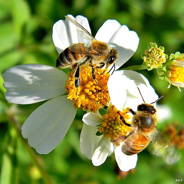 bees garden
